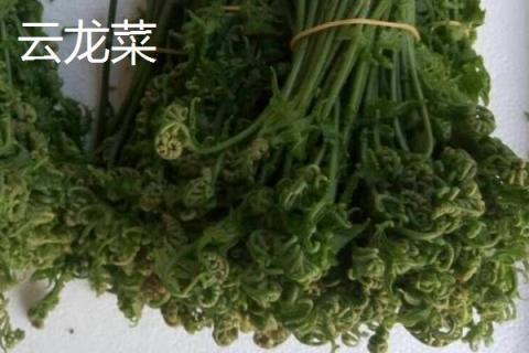 野菜云龍菜是蕨菜嗎 云龍才是不是龍須菜