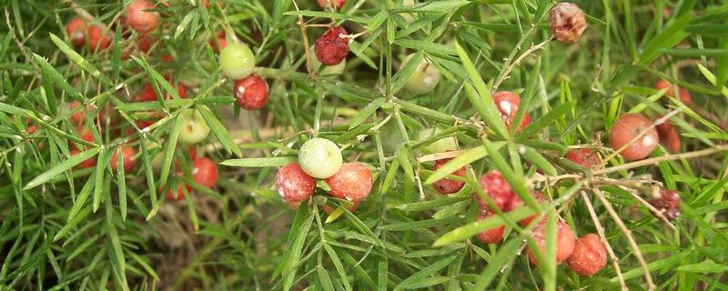 三年天冬亩产量和产值 天冬种植技术亩产量