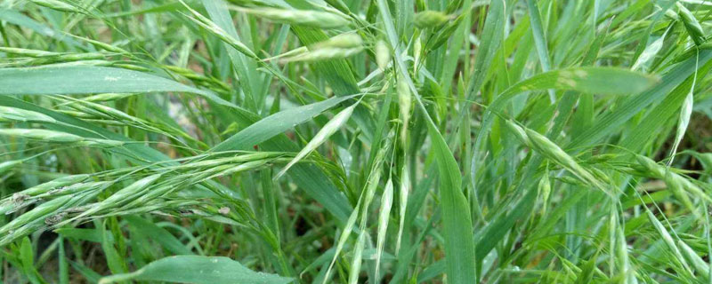 野麦子用什么除草剂（麦田野麦子用什么除草剂）