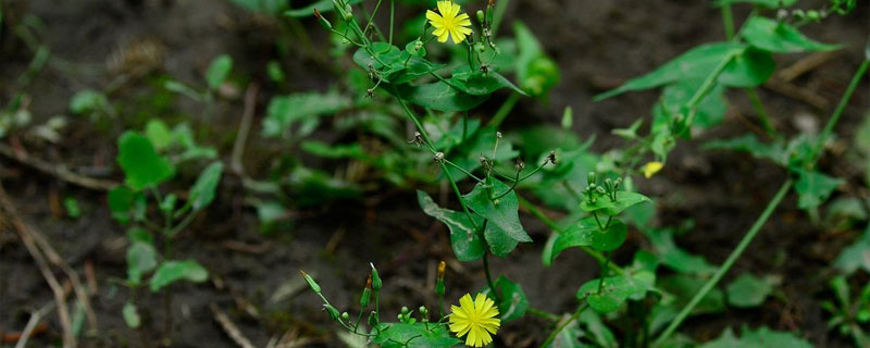 苦荬菜和蒲公英的区别是什么（苦菜和蒲公英是一种菜吗）