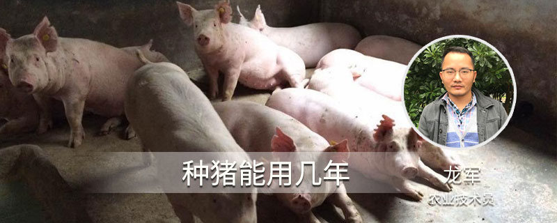 种猪能用几年（种公猪可以用几年）