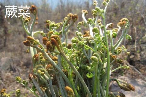 野菜云龍菜是蕨菜嗎 云龍才是不是龍須菜