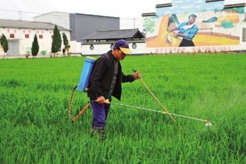 麥子除草劑什么時(shí)候打