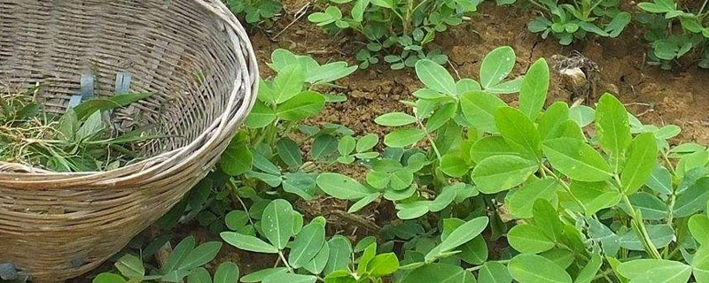 花生苗后除草剂什么时间打好（花生打苗后除草剂影响开花吗）