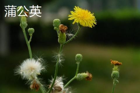 哪些野菜能吃 什么野菜能降血糖