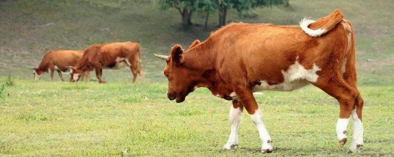 谷飼和草飼哪種好，谷飼是什么意思 谷飼和草飼的口感