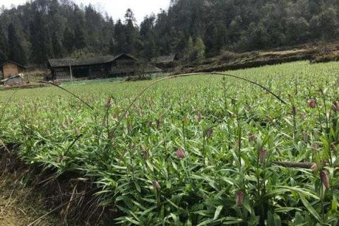 川貝母種植條件