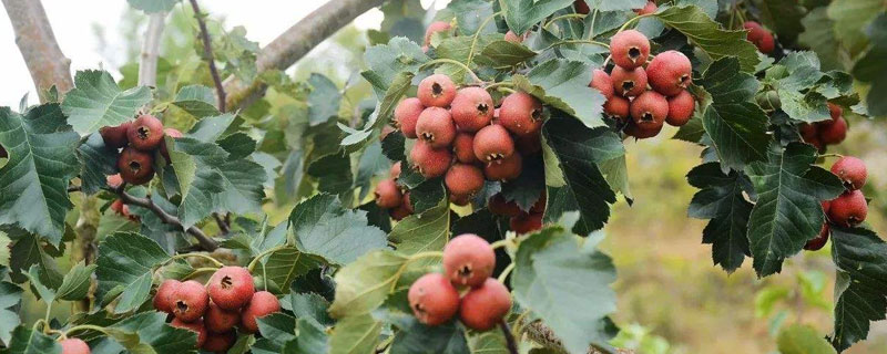 山楂的种植方法和时间 山楂适宜种植条件