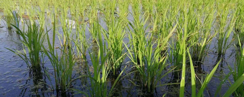 海水稻种植的条件，需在盐碱地种植（海水稻能在盐碱地种植的根本原因）