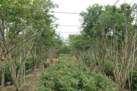 嘉寶果種植條件和區(qū)域