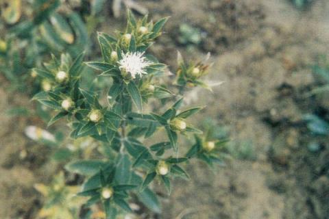 蒼術(shù)種植技術(shù)及畝收益