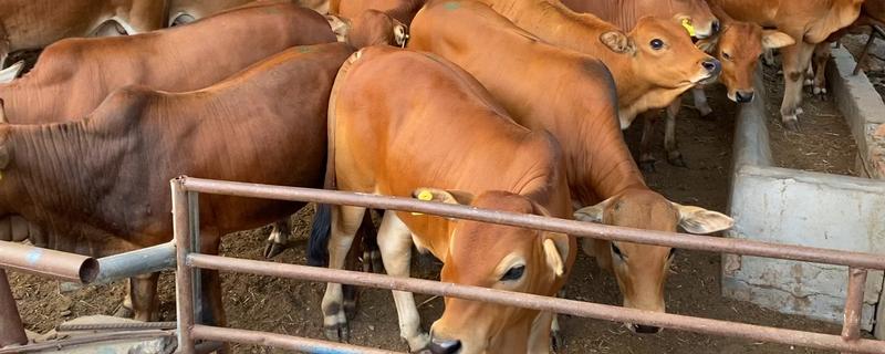 黄牛生产过程，黄牛和水牛的区别 黄牛生产过程,黄牛和水牛的区别图片