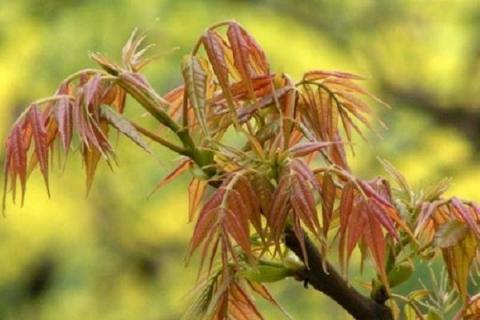 香椿芽种植技术