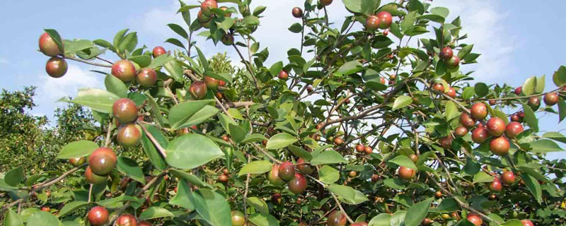 油茶种植密度是多少（油茶栽培密度）