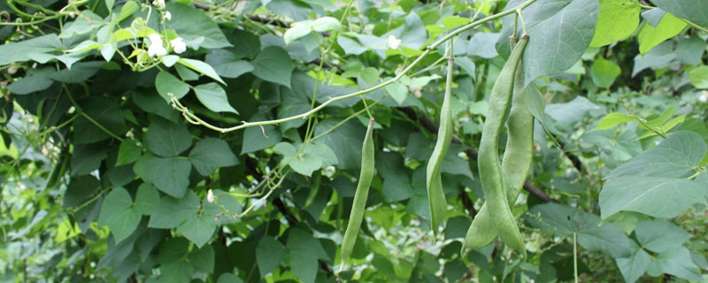 菜豆种植时间和方法（菜豆的种植技术）