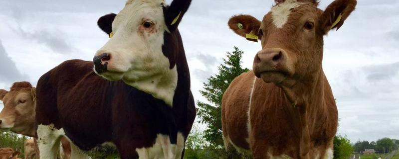 牛肉谷飼和草飼的區(qū)別，谷飼牛肉一般多少天