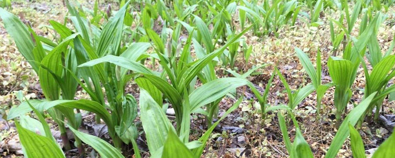 怎样种植白芨（怎样种植白芨视剧）