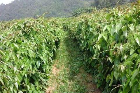 紫山藥種植技術(shù)