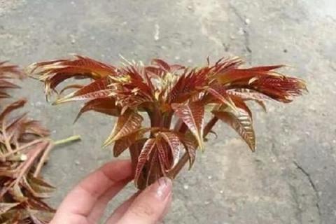 香椿芽种植技术