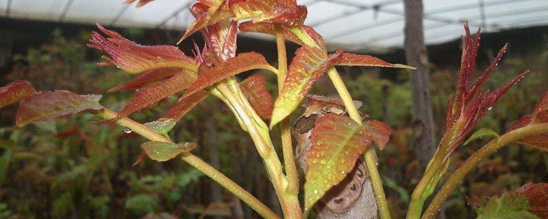 大棚香椿树的种植方法 大棚香椿树苗