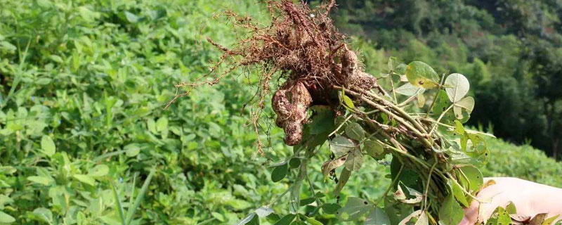 花生种植时间和生长期 黑色花生种植时间和生长期