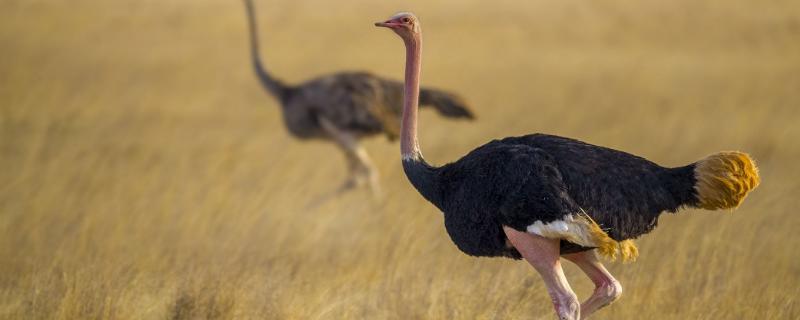 鴕鳥的外形特征，鴕鳥怕冷嗎 鴕鳥不怕冷嗎