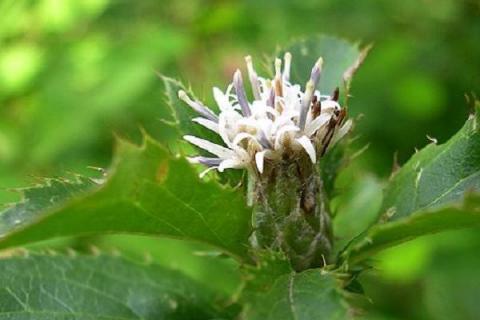 蒼術(shù)種植技術(shù)及畝收益