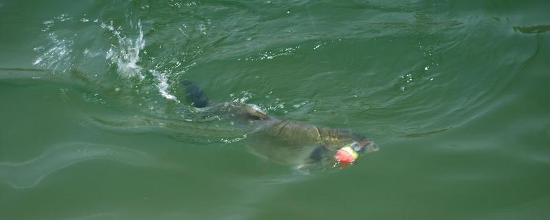 鰱鳙水庫能自然繁殖嗎，釣鰱鳙要釣多深