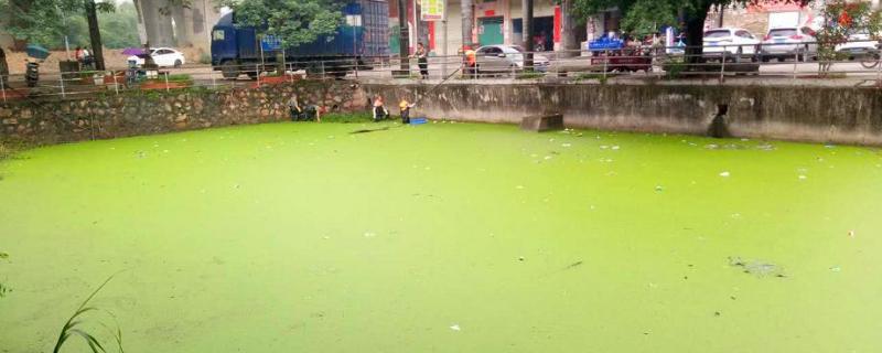 魚塘水面有一層綠色油膜怎么去除，魚塘油膜是水體過肥造成的嗎