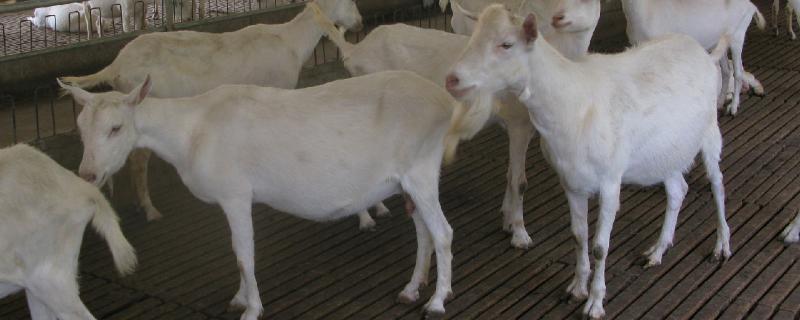 奶羊飼料配方比例，奶羊飼料能給奶牛吃嗎