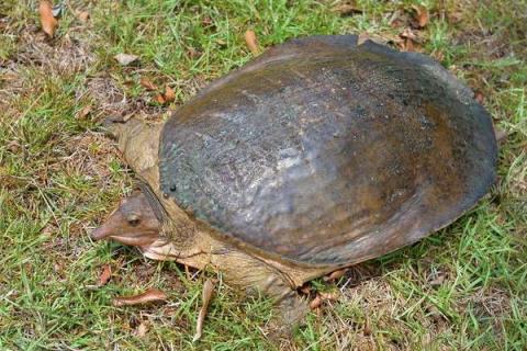 甲魚(yú)常見(jiàn)病解決方法