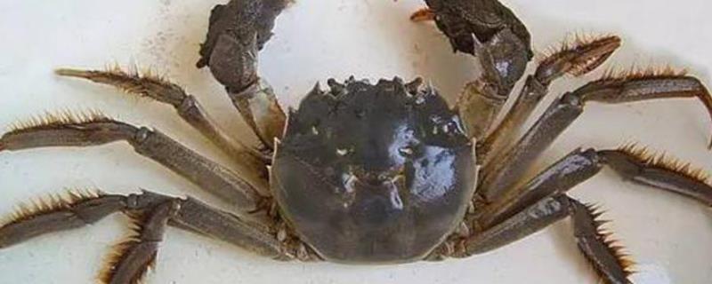 大闸蟹母蟹几月最肥，如何分辨公母 大闸蟹母蟹几月最肥,如何分辨公母