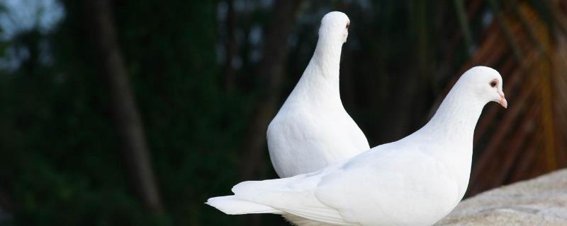 冬季鴿子飼料配方，鴿子飼料和雞飼料的區(qū)別