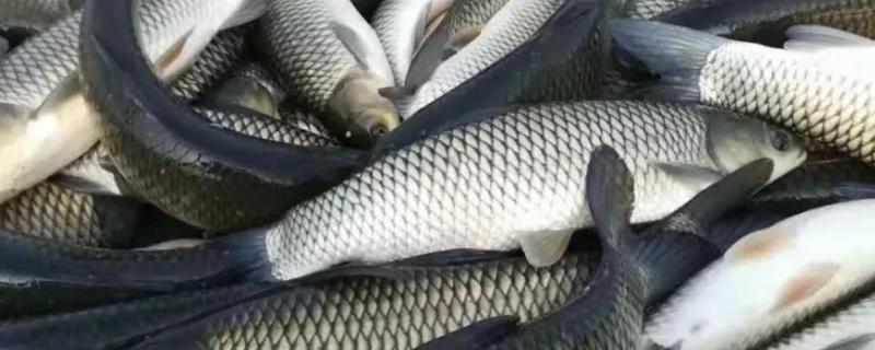 草魚脫鱗死魚怎么治，是什么原因?qū)е碌? /></p><p>草魚草料一定要按照魚體重投喂5-6%的食物，不能超標(biāo)，另外，草料要以鮮嫩為宜，避免投喂過老草料。在魚塘水溫達(dá)到10℃以上時(shí)，要經(jīng)常調(diào)節(jié)水質(zhì)，消毒滅菌，減少病害，要經(jīng)常排放污水，灌注新水，調(diào)節(jié)水體，改善水質(zhì)。使用0.3-0.4ppm的超菌凈A型處理藥劑全塘均勻潑灑，效果非常良好，也可以使用漂白粉或者使用含氯制劑全塘潑灑。</p><p>
	<strong>一、草魚脫鱗死魚怎么治</strong></p>
<p>
	1、草魚草料投喂必須根據(jù)魚的體重判斷，一般每日投喂5-6%即可，一定不能超標(biāo)。草料一定要以鮮嫩為主，不能投喂過老的草料，避免殘?jiān)^多，在高溫時(shí)腐爛發(fā)酵，影響水質(zhì)。可以養(yǎng)殖適量的底層魚類，這樣能清除草魚糞便，減輕水質(zhì)污染。</p>
<p>
	2、在魚塘水溫達(dá)到10°C以上時(shí)，一定要經(jīng)常調(diào)節(jié)水質(zhì)，消毒滅菌，減少病害，可以定期排放污水，灌注新水，這樣也能調(diào)節(jié)水體，改善水質(zhì)。然后使用增氧設(shè)備攪水增加上下水層的水體交換量，這樣能擴(kuò)大消毒滅菌效果。</p>
<p>
	3、使用0.3-0.4ppm超菌凈A型處理藥劑進(jìn)行全塘均勻潑灑，效果比較好，也可以使用漂白粉或者含氯制劑進(jìn)行全塘潑灑，其效果也非常明顯。投喂殺菌藥劑時(shí)可以拌適口性強(qiáng)的魚餌，或者使用三黃粉另加抗生素類藥物，拌適口性口感強(qiáng)的魚餌進(jìn)行投喂，每天分早晚投喂2次，直至魚病消失為止。</p>
<p>
	<strong>二、草魚脫鱗死魚是什么原因?qū)е碌?/strong></p>
<p>
	1、一般混養(yǎng)魚塘套養(yǎng)草魚，草魚由于長勢比較快，個(gè)體大，搶食兇猛，就會出現(xiàn)代謝障礙。然后導(dǎo)致能量長期在肝臟脂肪積累，魚出現(xiàn)大肚皮，像這樣的草魚一般不耐運(yùn)輸，且體表的魚鱗容易松動。</p>
<p>
	2、魚苗如果在運(yùn)輸過程中出現(xiàn)擦傷，之后因水質(zhì)不好就會感染水霉，出現(xiàn)這種情況時(shí)一定要先將水質(zhì)調(diào)好，否則草魚的鱗片就會全部脫落，嚴(yán)重者會直接死亡。</p>
<p>
	3、草魚出血病也會導(dǎo)致魚鱗脫落，這種病的特點(diǎn)是魚全身出現(xiàn)出血現(xiàn)象并且鱗片脫落，解剖后魚的內(nèi)臟都有大面積壞死，發(fā)病季節(jié)一般水溫在25-30°C時(shí)最易發(fā)病。這是一種病毒性魚病，對于這種病只能以預(yù)防為主。</p></p>
                           </div>
    
   <div   id=