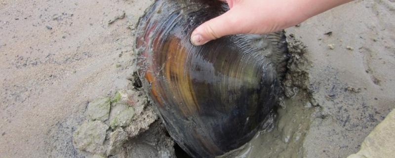 河蚌的种类，在自来水中能活多久 河蚌在水里起什么作用