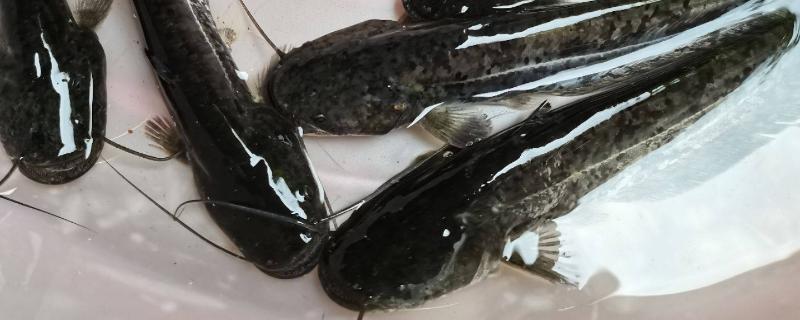 5厘米鯰魚苗一年能長多大，吃什么飼料為主