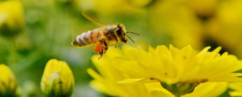 采水蜂跟踪法，采水蜂出现时间 采水蜂一般离巢多远