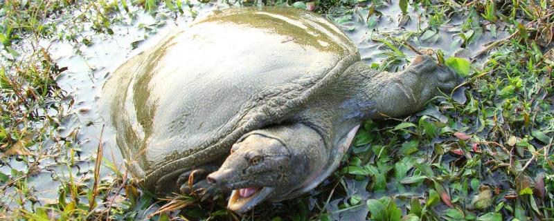 野生甲魚一般多少一斤?冬天藏在哪里