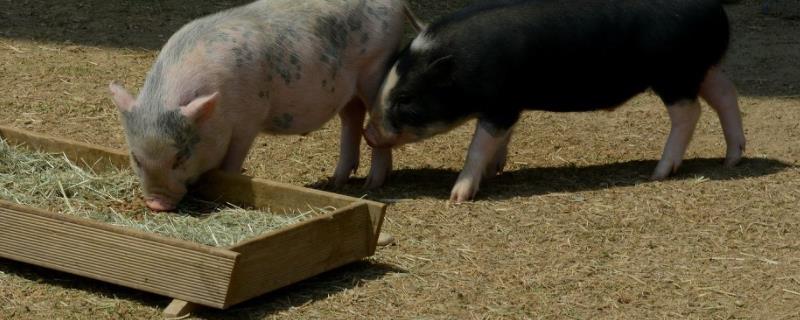 12種促生長(zhǎng)藥物飼料添加劑，藥物飼料添加劑對(duì)生態(tài)環(huán)境的不利影響