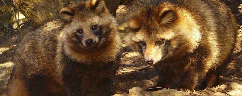 貉子是國家保護(hù)動物嗎 貉子是野生動物嗎