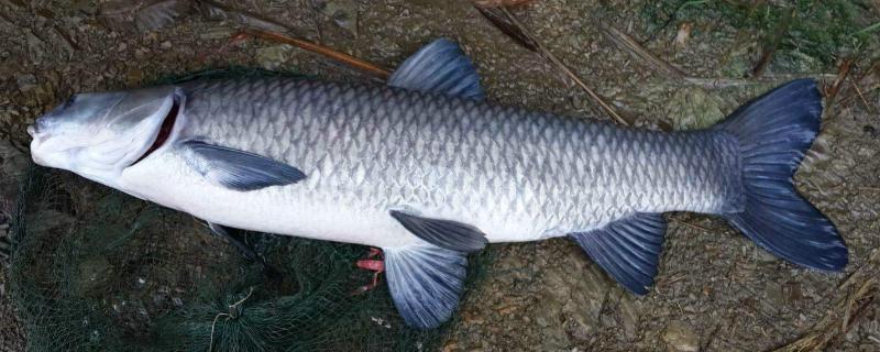 為什么吃青魚的人很少，釣青魚用什么味型的餌料好