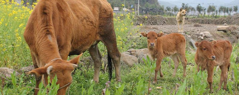 50斤牛头能出多少肉 50斤生牛头会出几斤熟牛头肉