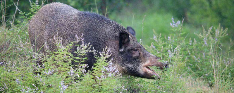 野猪野兔是保护动物吗 野猪可是保护动物