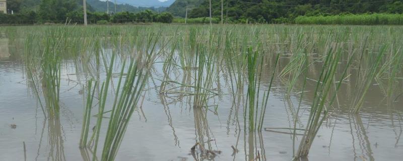 马蹄种植方法和时间 马蹄怎么种植蹄什么季节种植