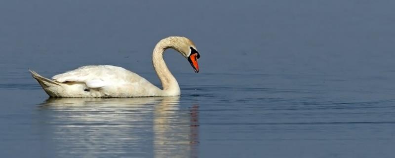 疣鼻天鹅生活在什么生态系统中，附形态特征和生活习性