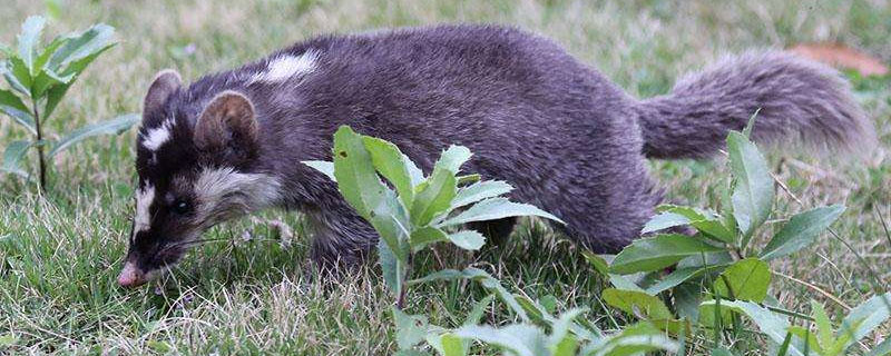 果子狸与猪獾的区别 獾是果子狸吗