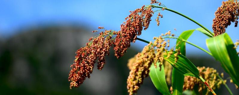 高粱是不是植物，和水稻有什么区别（高粱是水稻嘛）