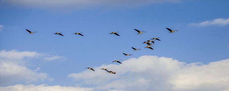 大雁在空中飛行像什么（天空中飛著什么樣的大雁）