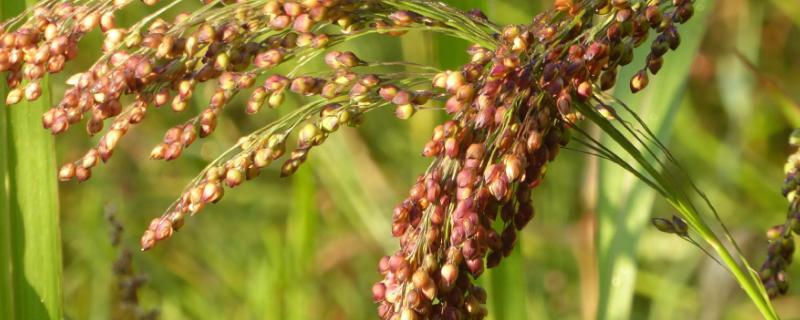 高粱種植技術(shù)和方法，附種植條件