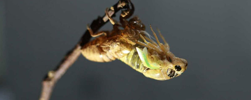 金蝉养殖的和野生的有什么区别 野生金蝉和养殖金蝉